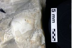 Foto (Detailansicht) von Goniodromites bidentatus (Reuss, 1859) (NHMW-GEO-1990-0041-0086)